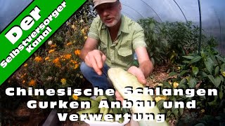 Chinesische Schlangen Gurken Anbau und Verwertung [upl. by Lewes160]