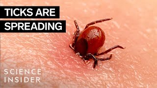 Why Ticks Are So Hard To Kill [upl. by Blinni]