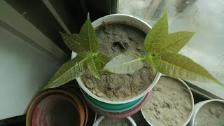 How To Grow Pistachio Pista From SeedsGrow Pista plant Grow Pista Tree [upl. by Whitver]