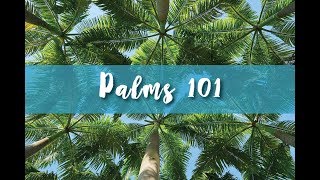 Palms 101 Part 1 [upl. by Aracaj]