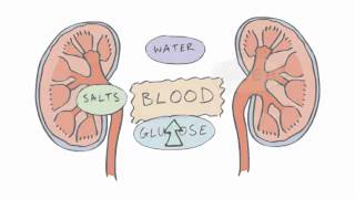 New GCSE BBC Bitesize  Homeostasis [upl. by Oby176]