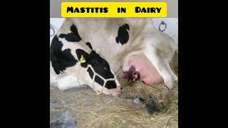 Mastitis in cattle Introduction Treatment and Prevention [upl. by Thorn]