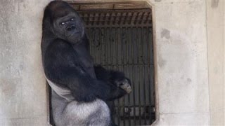 Japans Latest Heartthrob Shabani the Gorilla [upl. by Cioban135]