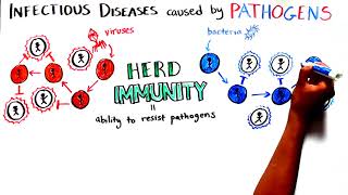 Herd Immunity Understanding COVID19 [upl. by Brittne]