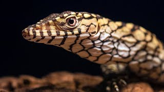 Rare Perentie Monitor Babies Hatch [upl. by Kucik]