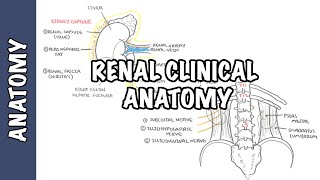 School Science Projects  Kidney Working Model [upl. by Yffat]