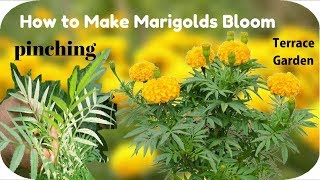 Increasing Your Marigolds Blooms Pinching Out Marigolds TERRACE GARDEN [upl. by Aifos]