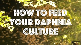 How To Feed Your Daphnia Culture [upl. by Atirehc]