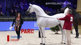 Hariry Al Shaqab the WORLD PLATINUM Champion Arabian Stallion Paris 2019 [upl. by Dewees]