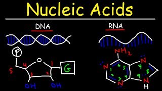 Nucleic Acids  RNA and DNA Structure  Biochemistry [upl. by Fidelis383]