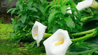 Zantedeschia aethiopica [upl. by Burrows]