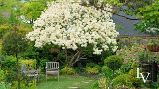 How I Prune the Viburnum and Clean Up the Garden Bed  Linda Vater [upl. by Yellac967]