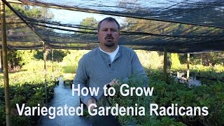 How to grow Variegated Radicans Gardenia with a detailed description [upl. by Ecnarf493]