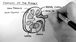 Renal Anatomy 1  Kidney [upl. by Leis]