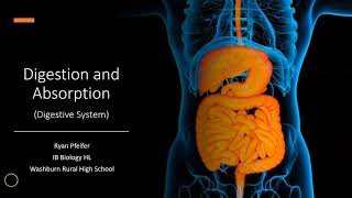 Digestion and Absorption  Digestive System [upl. by Ciredec502]