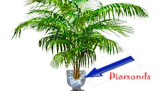 Plant That Only Grows In Diamond Rich Soil Discovered  Science News [upl. by Ma]