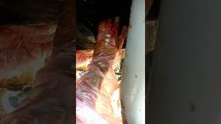 The Largest Cow Abscess Evacuation [upl. by Corley207]