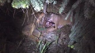 Cougar vs wolf Predators battle caught on camera in BC [upl. by Adnoyek]