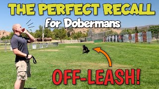 OffLeash Doberman Training The Recall Command [upl. by Cornelle462]