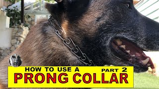 How to Use a PRONG COLLAR  part 2  Balanced Dog Training  Robert Cabral [upl. by Nylirek]