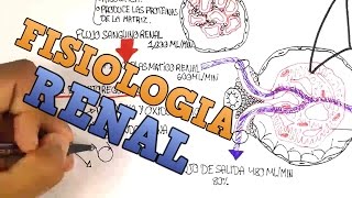 Fisiologia Renal  El Glomerulo Explicacion facil [upl. by Daugherty245]