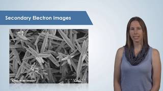 Introduction to the Scanning Electron Microscope SEM [upl. by Goody]