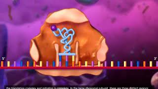 DNA transcription and translation McGraw Hill [upl. by Ysac]