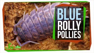 The Horrible Reason Rolly Pollies are Sometimes Blue [upl. by Hamaso]