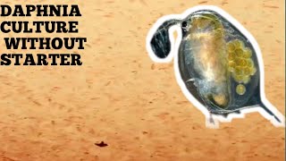 HOW TO CULTURE DAPHNIA NATURALLY WITHOUT A STARTER [upl. by Taryne]