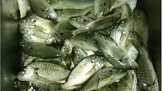 Two ways to catch fish from pier Cherry Grove  North Myrtle Beach [upl. by Heddy]