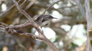 Crescent Honeyeater [upl. by Sarnoff828]