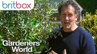 Monty Don Shows How to Pot Your Olive Tree Correctly  Gardeners World [upl. by Wilbur]