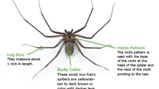 How To Identify a Brown Recluse Spider [upl. by Atal425]