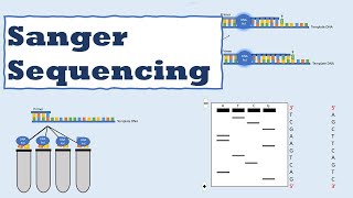 Sanger sequencing [upl. by Airrej13]