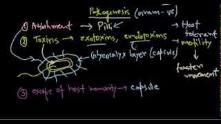 Pseudomonas aeruginosa pathogenesis [upl. by Nnairam]