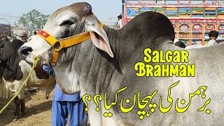 SALGAR BRAHMAN BULL IN MULTAN COW MANDI  SS TV [upl. by Urion]