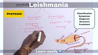 Leishmania  Protozoa  ll biology ll [upl. by Anoi]