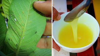 How to make organic Pesticide Insecticide Fungicide for all plants Amazing all in one solution [upl. by Cadmar333]