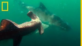 Tiburón TIGRE vs Tiburón MARTILLO  National Geographic en Español [upl. by Kcirtapnhoj705]