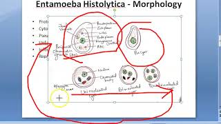 Parasitology 026 a Amoeba Entamoeba Histolytica Classification Amoebiasis Trophozoite Quadrinucleate [upl. by Yespmed]