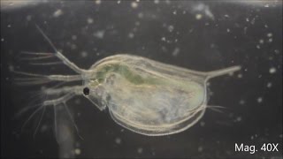 Daphnia magna under the Microscope [upl. by Aydin]