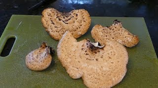 Dryads Saddle Mushroom ID amp Recipe [upl. by Atinod]