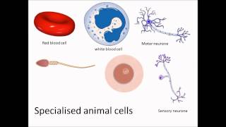 Specialised animal cells [upl. by Fusuy]