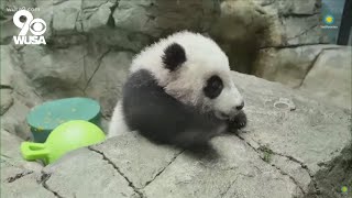 National Zoos baby panda goes live for first virtual meet and greet [upl. by Annahoj]