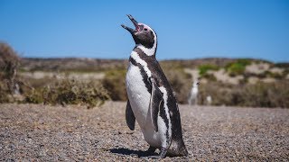 Península Valdés Wildlife Tour in Patagonia  Chubut Argentina [upl. by Aniryt]