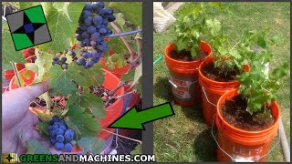 How to Grow Grapes in 5 gallon Buckets  Growing a Container Vineyard [upl. by Meingoldas]