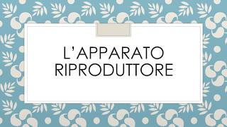 L’apparato riproduttore [upl. by Natiha]