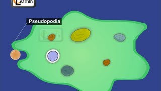 Feeding and Digestion in Amoeba  Elementary Science [upl. by Lauro81]