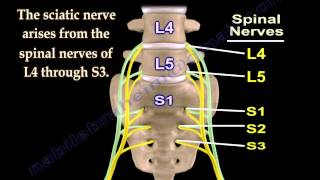 Sciatic Nerve  Anatomy  3D animation  Everything You Need To Know  Dr Nabil Ebraheim [upl. by Jaeger]