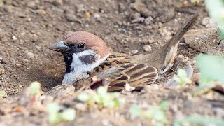 Sparrow Bird Dust Bathing  Sparrow Sound [upl. by Anurb623]